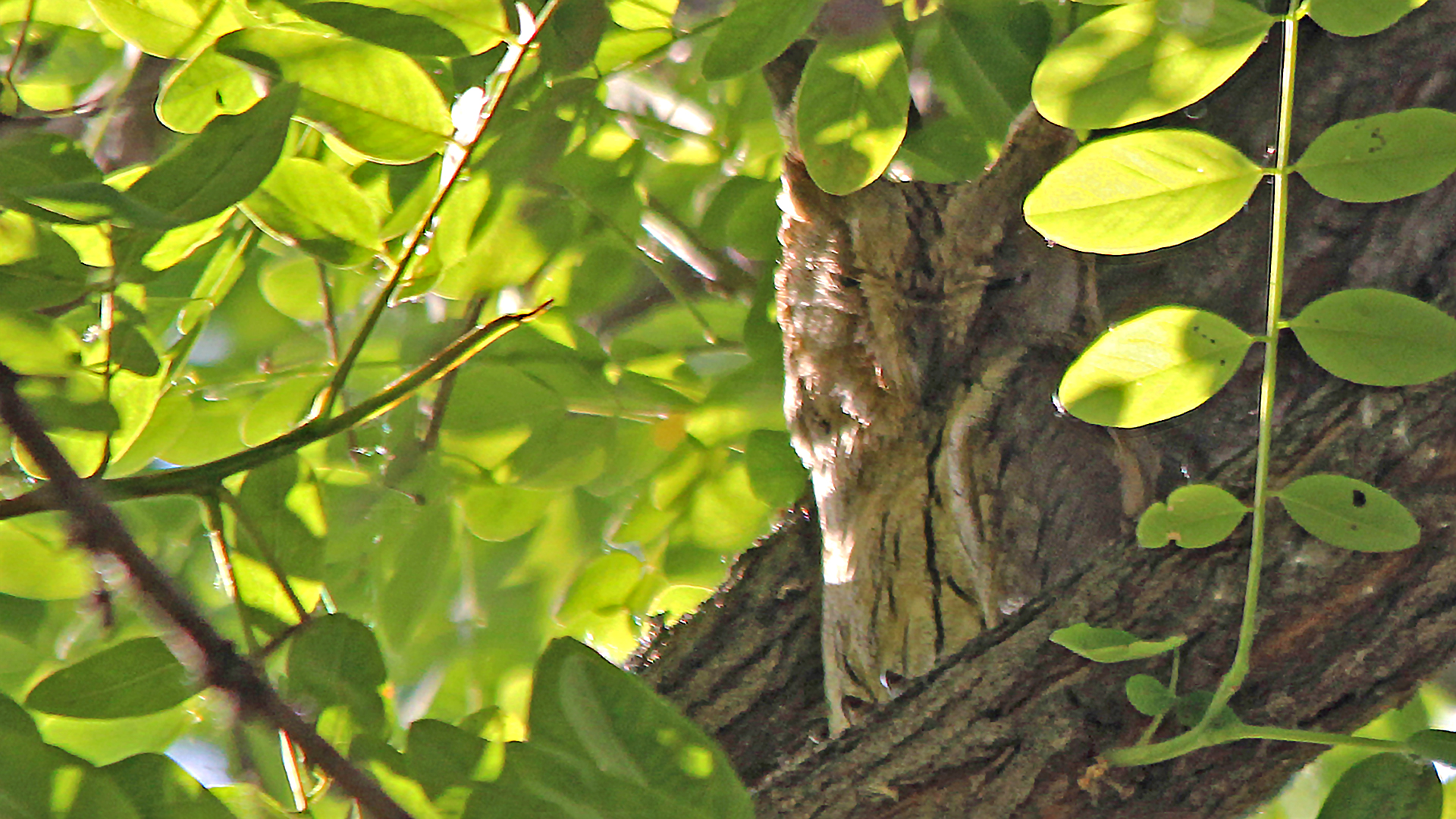 Pallid Scops-Owl